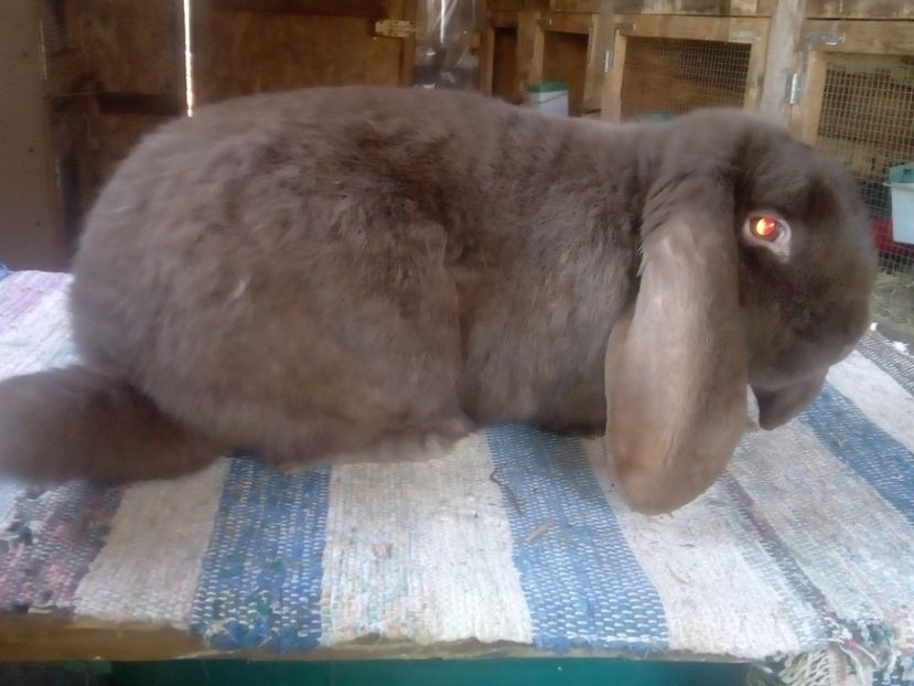  - ARHIVA IEPURI ce am avut câteva exemplare