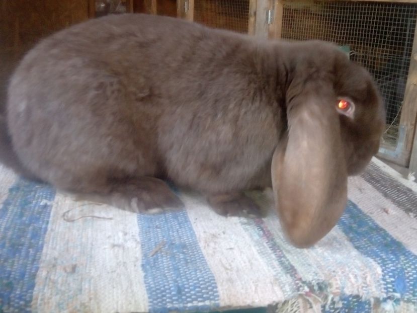  - ARHIVA IEPURI ce am avut câteva exemplare