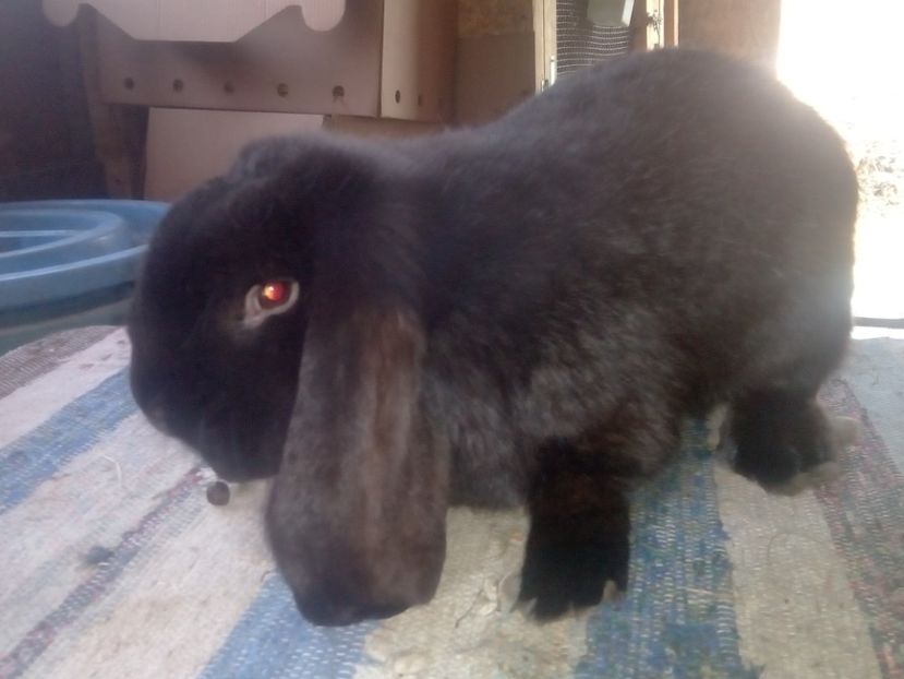  - ARHIVA IEPURI ce am avut câteva exemplare