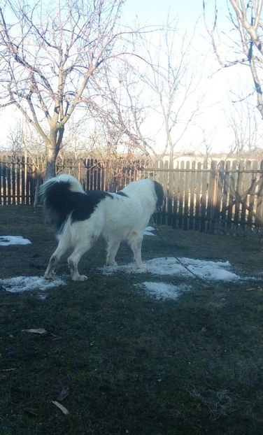  - Disponibil pentru montă