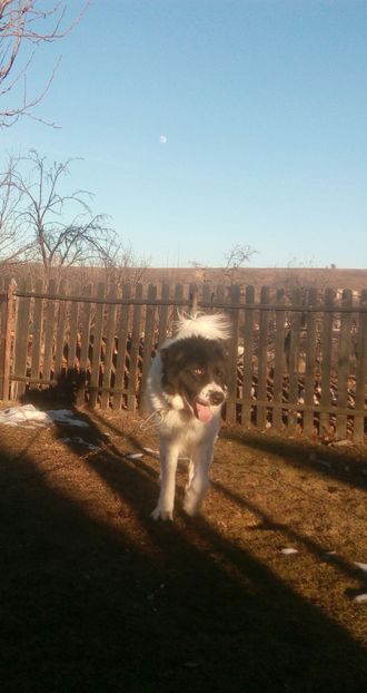  - Disponibil pentru montă