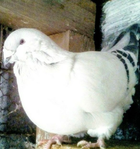  - - A - CRESCATOR POLIVALENT