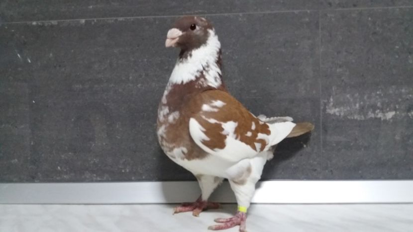 0-1 2017 - matca 2019