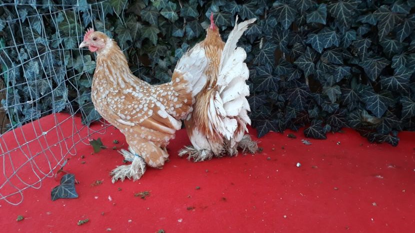  - Sectiunea 1A-Gaini mii de flori -oua si puisori!