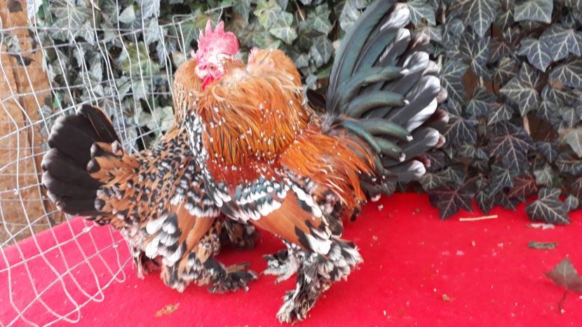  - Sectiunea 1A-Gaini mii de flori -oua si puisori!