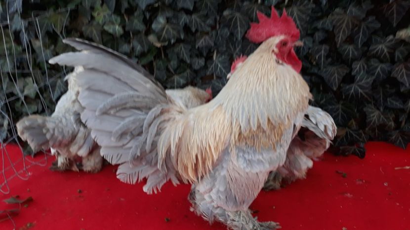  - Sectiunea 1A-Gaini mii de flori -oua si puisori!