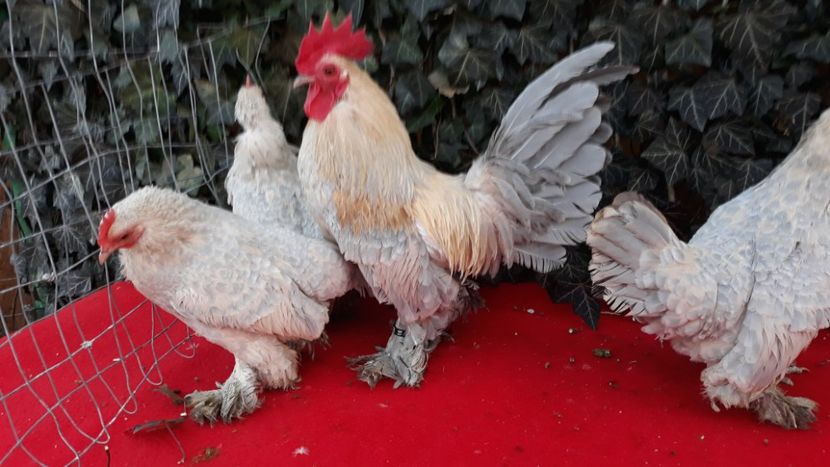  - Sectiunea 1A-Gaini mii de flori -oua si puisori!