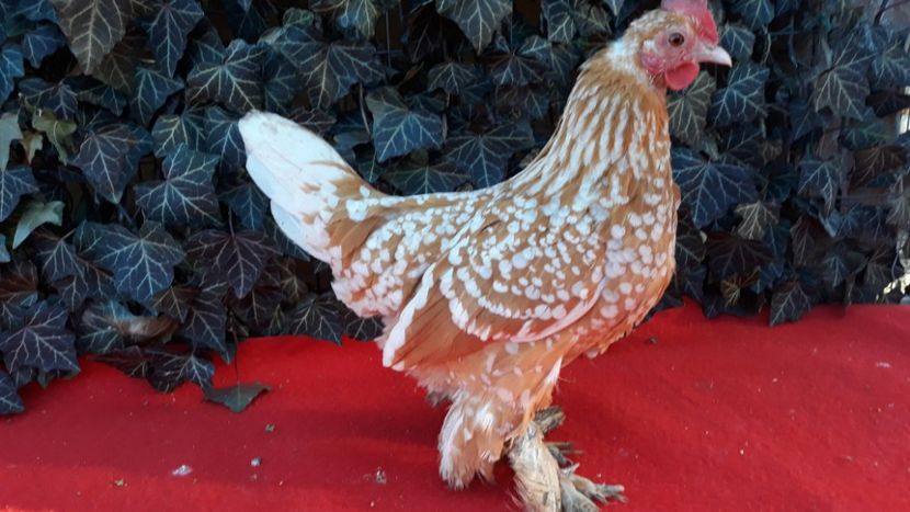  - Sectiunea 1A-Gaini mii de flori -oua si puisori!