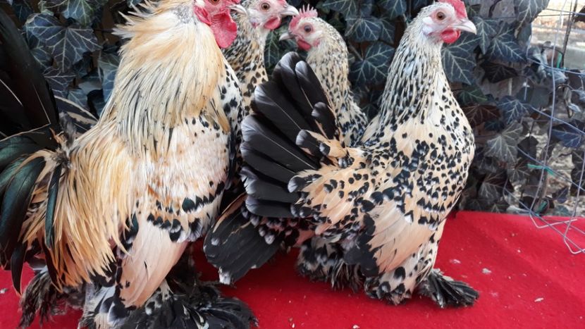  - Sectiunea 1A-Gaini mii de flori -oua si puisori!