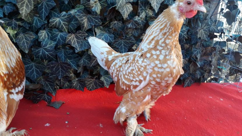  - Sectiunea 1A-Gaini mii de flori -oua si puisori!