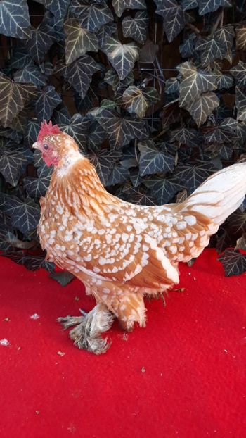  - Sectiunea 1A-Gaini mii de flori -oua si puisori!