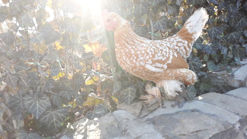  - Sectiunea 1A-Gaini mii de flori -oua si puisori!