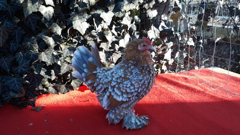  - Sectiunea 1A-Gaini mii de flori -oua si puisori!