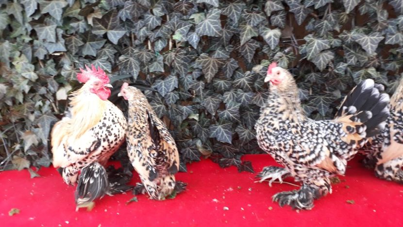  - Sectiunea 1A-Gaini mii de flori -oua si puisori!