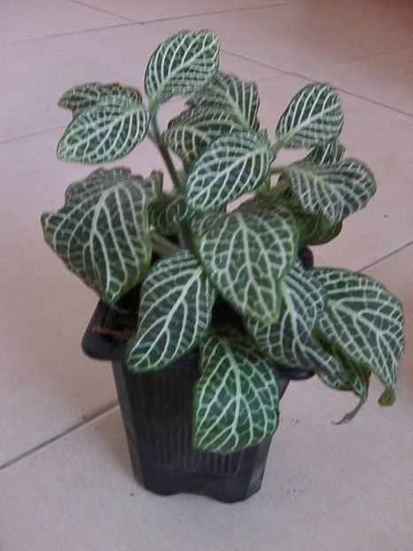 fittonia - Floricele 2018