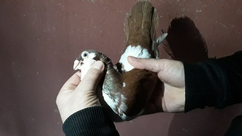  - Galateni pe Rosu pentru 2019