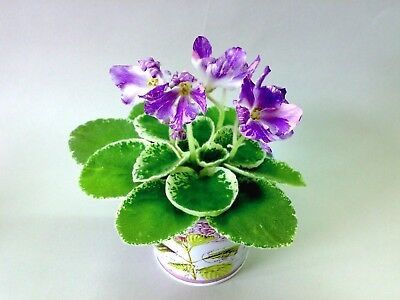 DS Popugaychik - DS Popugaychik