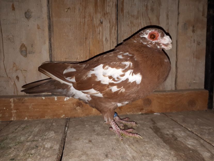 F - H3 _ tineret 2018