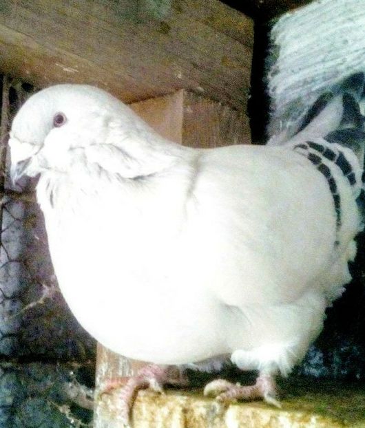  - - A - A - R A Z A SOARELUI