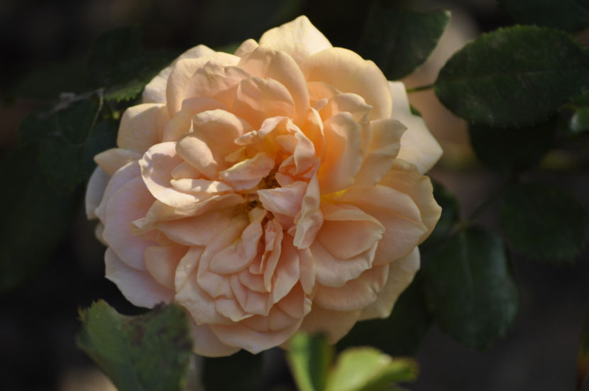 _DSC0150 - Garden of Roses