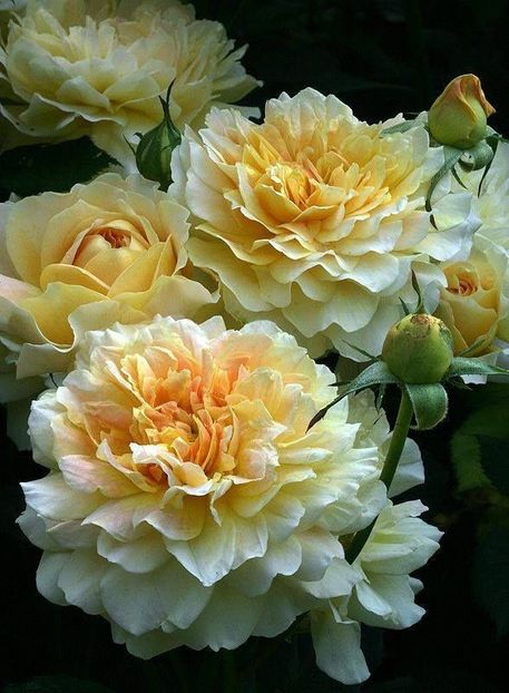 Molineux TM - MOLINEUX TM