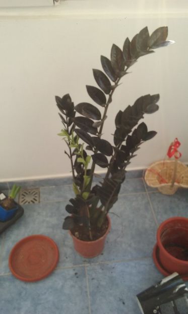 Zamioculcas Raven - Zamioculcas Zamofilia si Raven