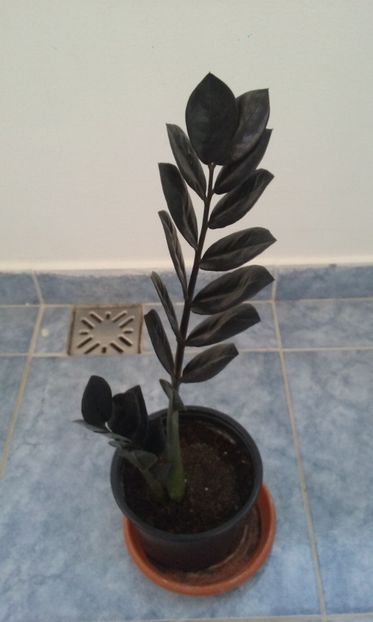 Zamioculcas Raven - Zamioculcas Zamofilia si Raven