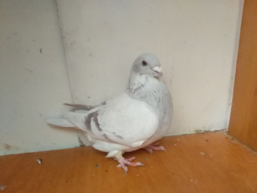 F. .2017 - Porumbei  vinduti