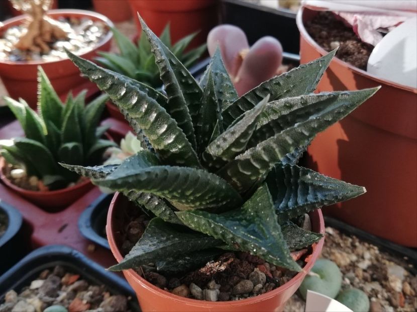 Haworthia limifolia - Haworthia