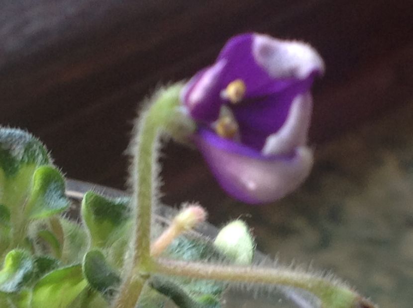  - Senk s Horned Blossom