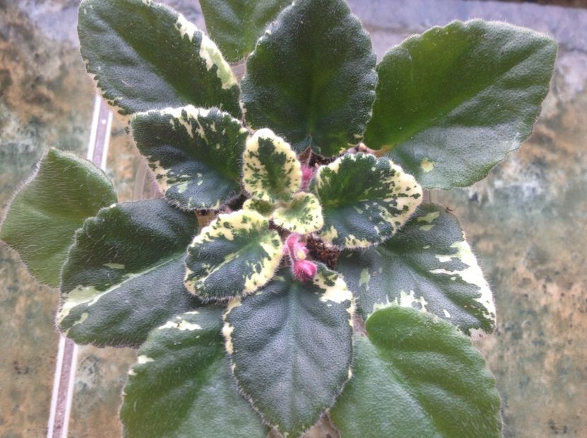  - Mac s O Scarlet OHara