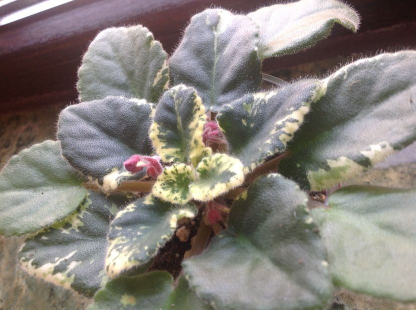  - Mac s O Scarlet OHara