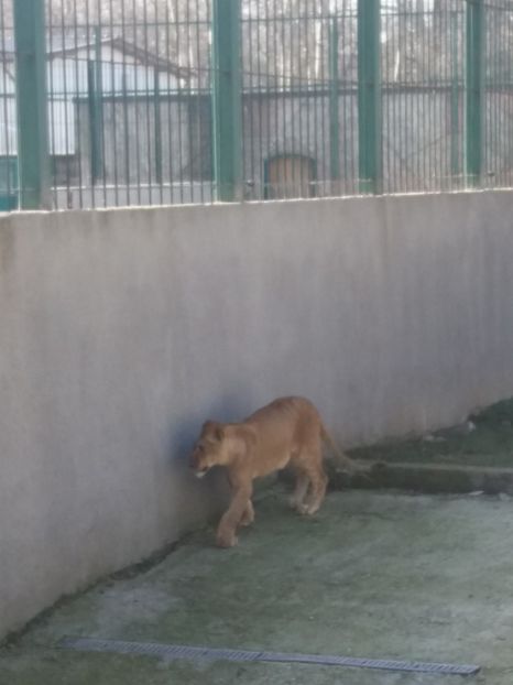  - Craiova februarie 2019