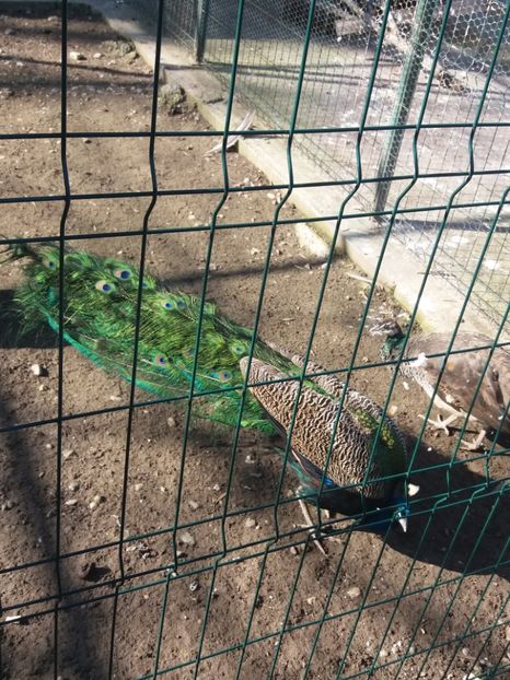  - Craiova februarie 2019