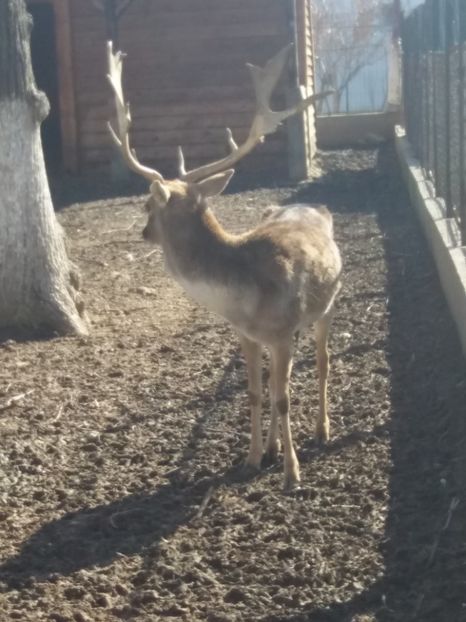  - Craiova februarie 2019