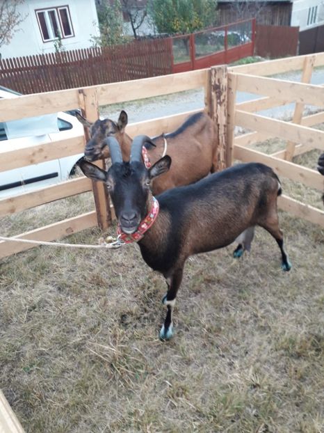  - EXPOZITIA ANIMALE SARMAS HARGHITA 2018