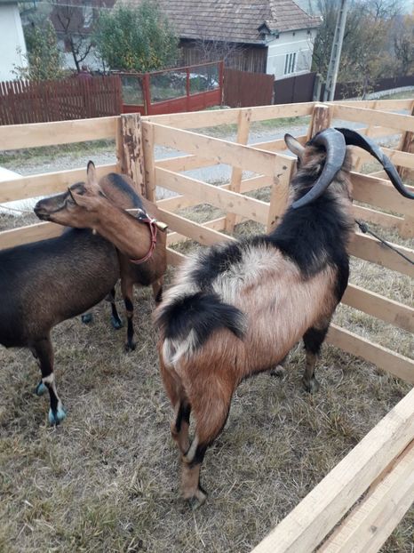  - EXPOZITIA ANIMALE SARMAS HARGHITA 2018