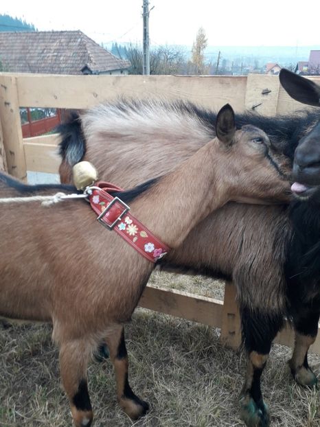  - EXPOZITIA ANIMALE SARMAS HARGHITA 2018