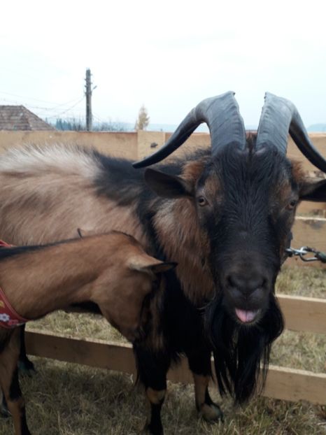  - EXPOZITIA ANIMALE SARMAS HARGHITA 2018