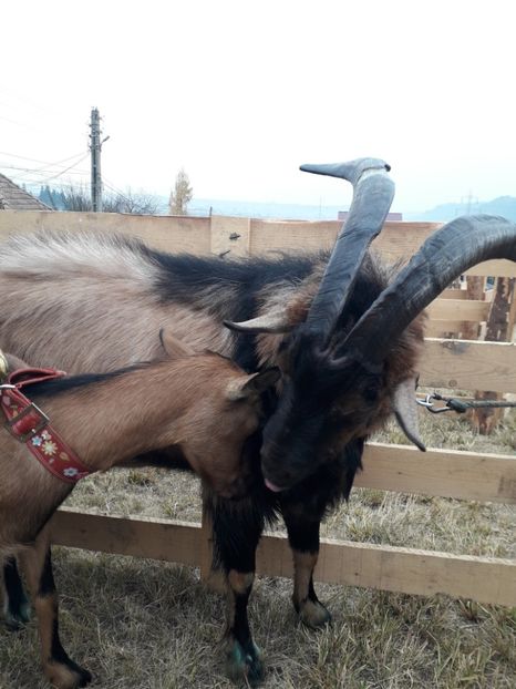  - EXPOZITIA ANIMALE SARMAS HARGHITA 2018