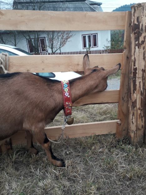  - EXPOZITIA ANIMALE SARMAS HARGHITA 2018