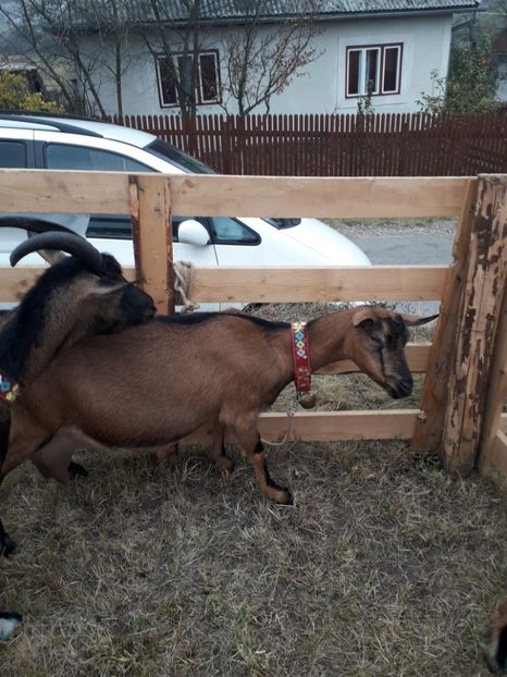  - EXPOZITIA ANIMALE SARMAS HARGHITA 2018