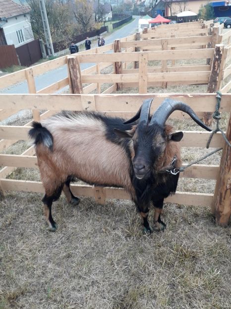  - EXPOZITIA ANIMALE SARMAS HARGHITA 2018