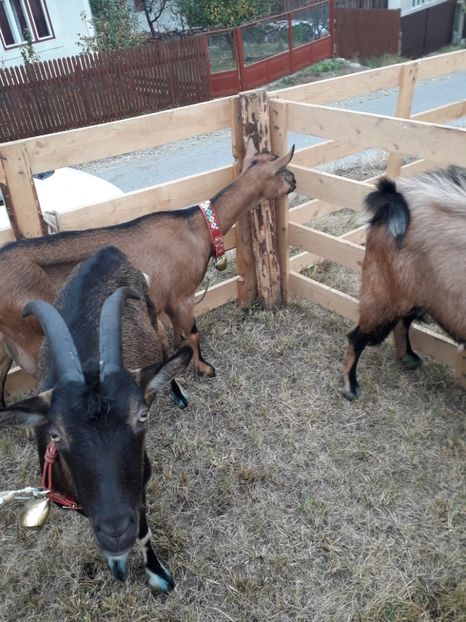  - EXPOZITIA ANIMALE SARMAS HARGHITA 2018