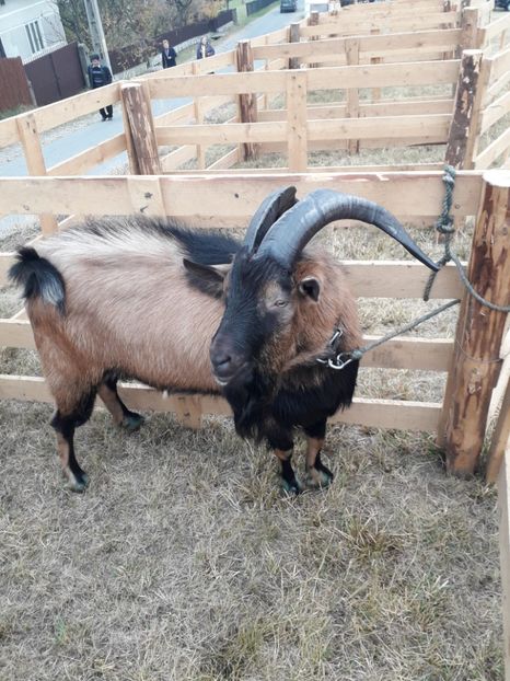  - EXPOZITIA ANIMALE SARMAS HARGHITA 2018