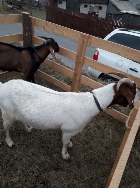  - EXPOZITIA ANIMALE SARMAS HARGHITA 2018