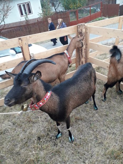  - EXPOZITIA ANIMALE SARMAS HARGHITA 2018