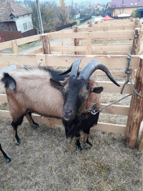  - EXPOZITIA ANIMALE SARMAS HARGHITA 2018