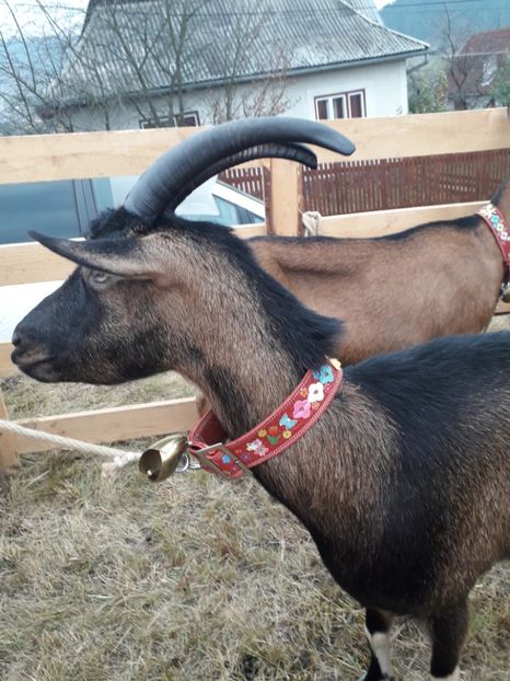  - EXPOZITIA ANIMALE SARMAS HARGHITA 2018