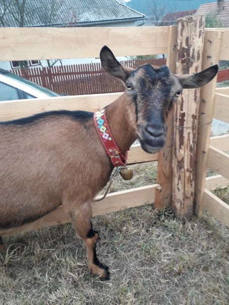  - EXPOZITIA ANIMALE SARMAS HARGHITA 2018